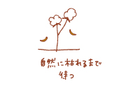 オーガニックコットン収穫